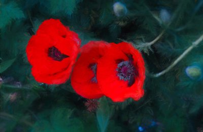 Three Poppies of Scarlet, 2018 by Unbekannt Unbekannt